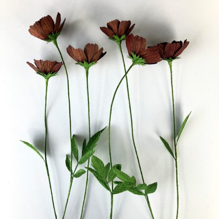 Chocolate Cosmos